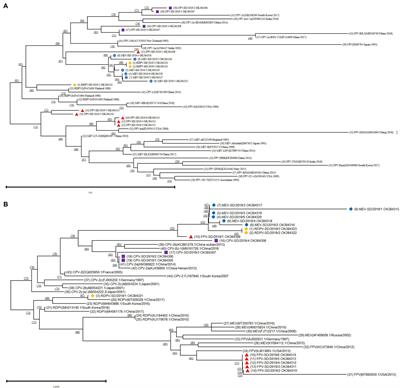 Isolation and Genetic Characterization of Parvoviruses From Dogs, Cats, Minks, and Raccoon Dogs in the Eastern Region of Shandong Province, China